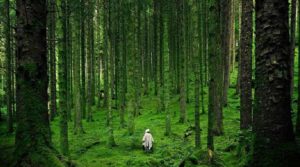 NEWS cultura forest bathing working process